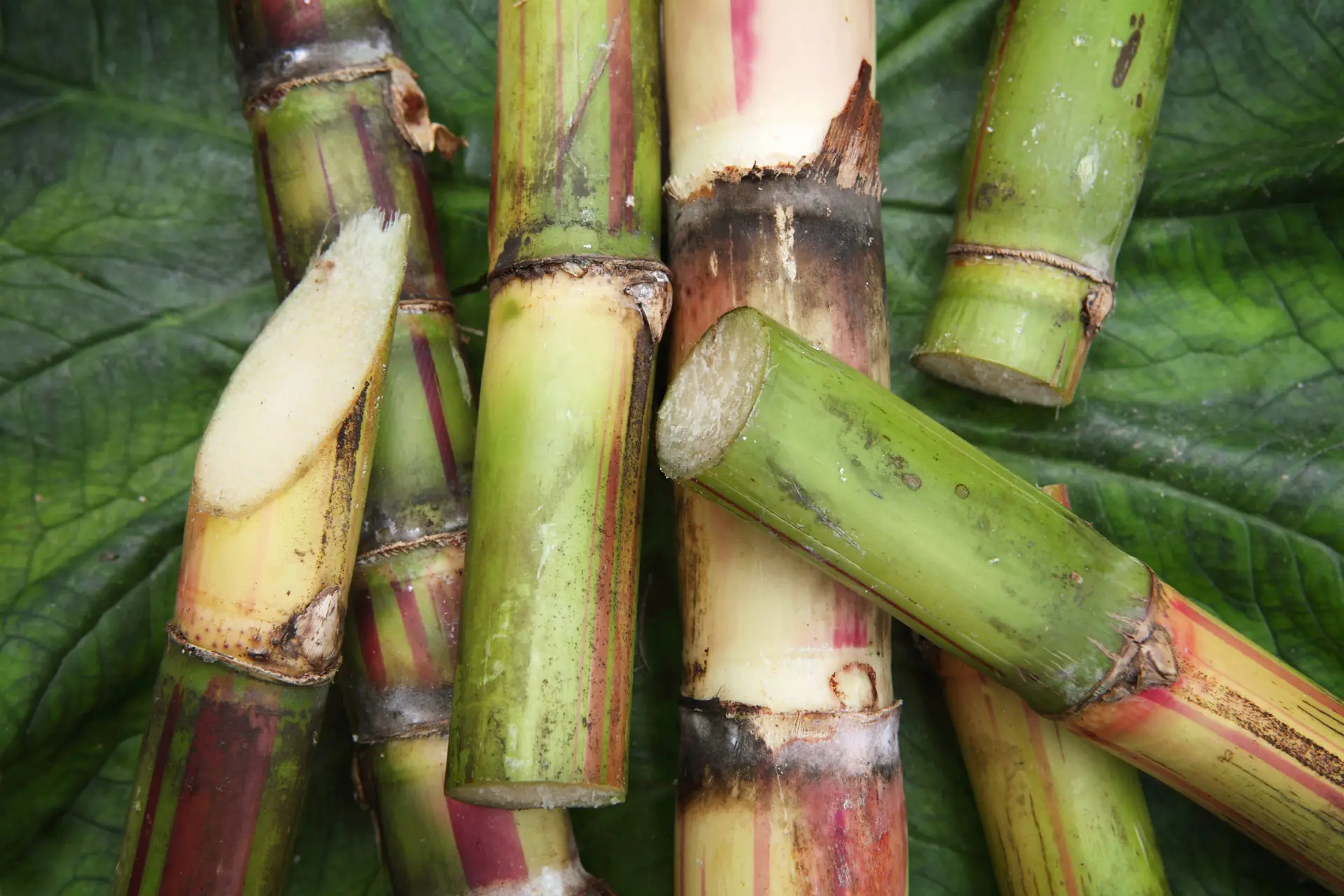 Sugar Cane